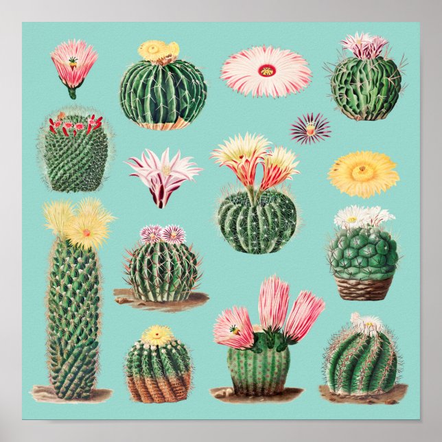 Cactus Poster (Framsidan)