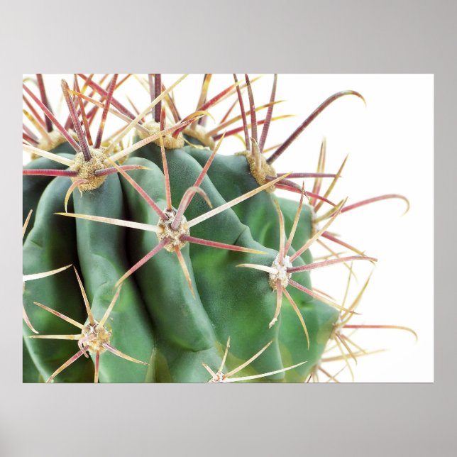 Cactus Poster (Framsidan)