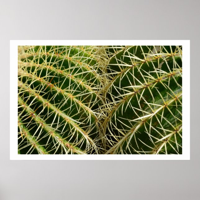 Cactus Poster (Framsidan)