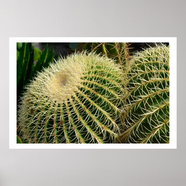Cactus Poster (Framsidan)