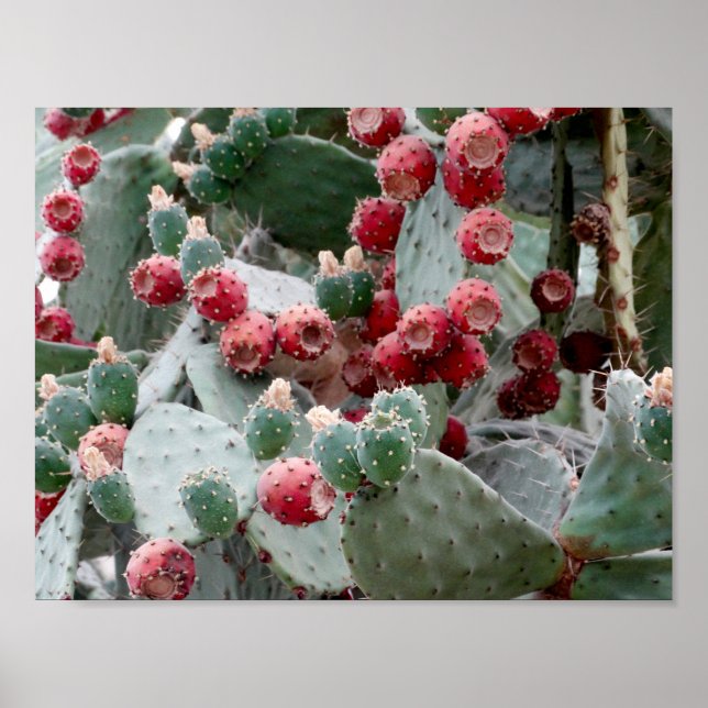 Cactus Red Fruit Photo Value Poster Pappert (Framsidan)