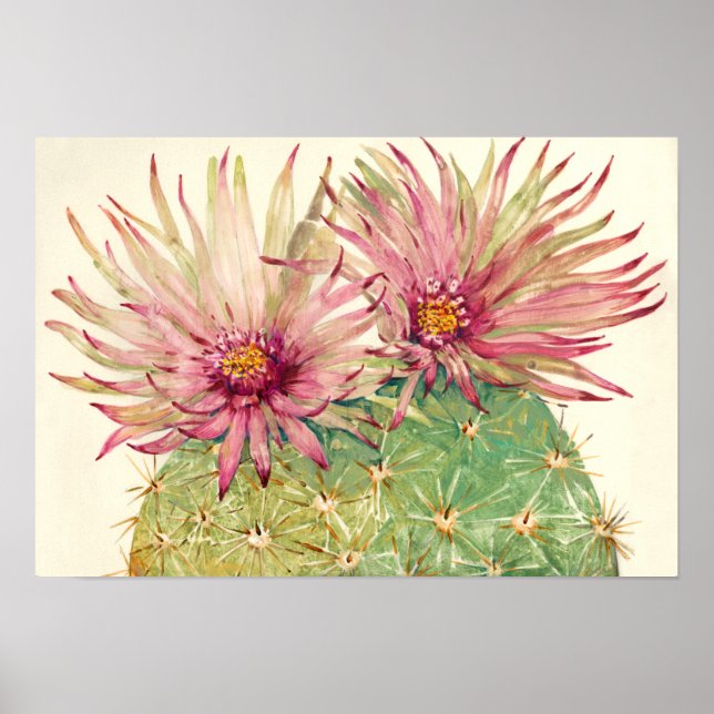 Cactus Rosa Blommars Poster (Framsidan)