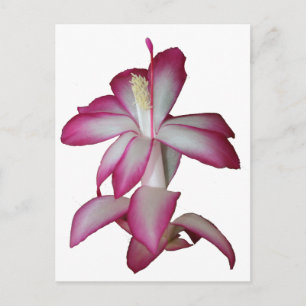 Cactus rosa och vit blomma, sukulär blomning vykort