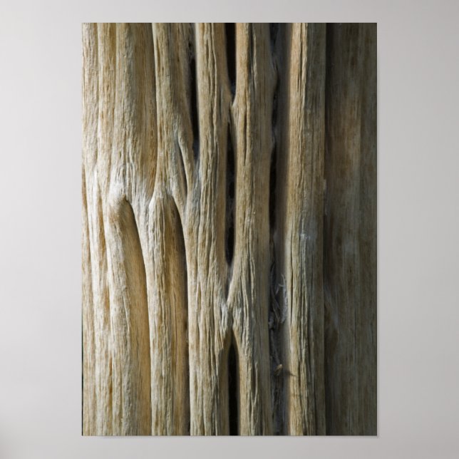 Cactus Skeleton Poster (Framsidan)