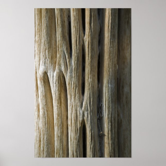 Cactus Skeleton Poster (Framsidan)
