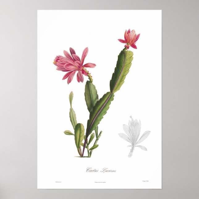 Cactus speciosus poster (Framsidan)