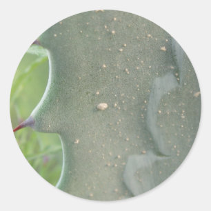 Cactus Spike Stickers Runt Klistermärke