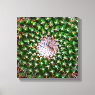 Cactus Spiral Canvastryck