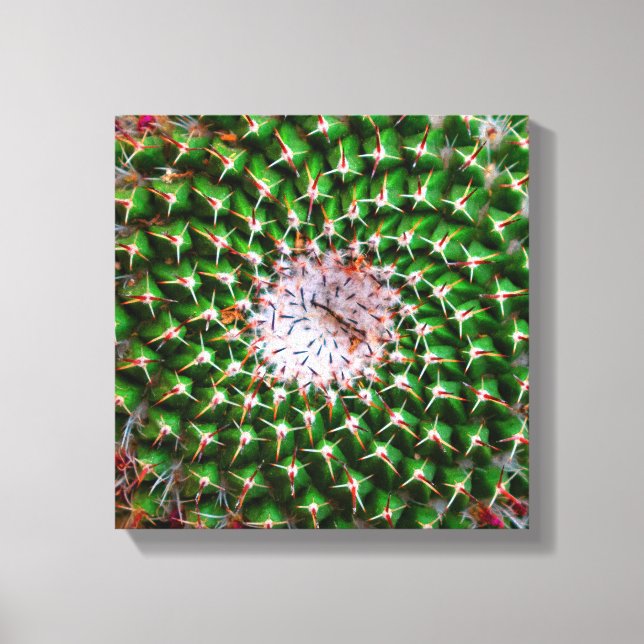 Cactus Spiral Canvastryck (Framsida)