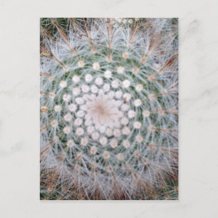 Cactus Spiral Vykort