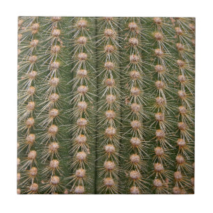 Cactus stängs upp kakelplatta