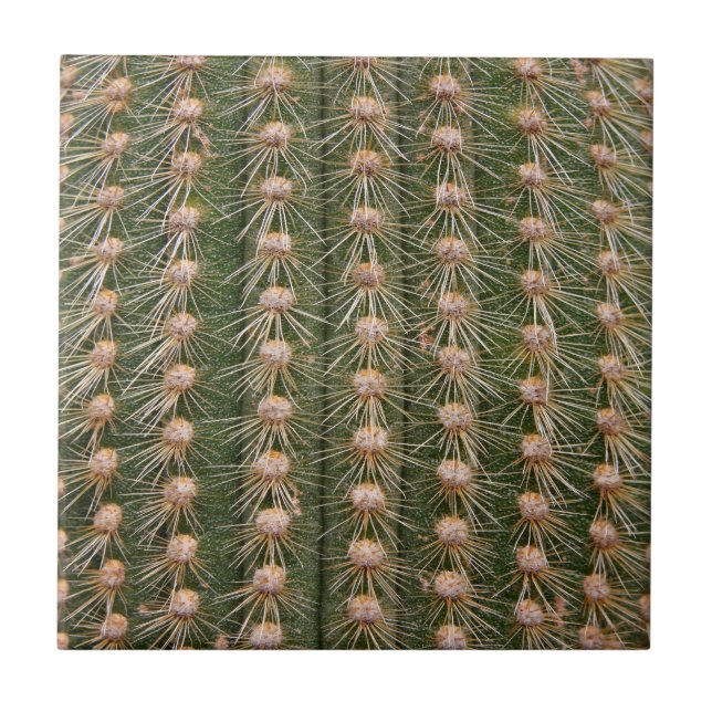 Cactus stängs upp kakelplatta (Framsidan)