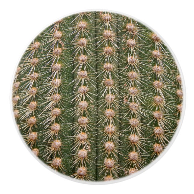 Cactus stängs upp knopp (Framsidan)