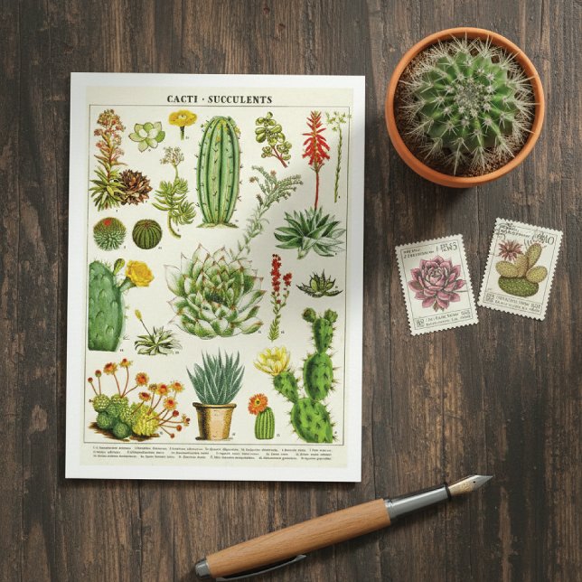 Cactus Succulents Botanical Illustration Postcard Vykort (Skapare uppladdad)