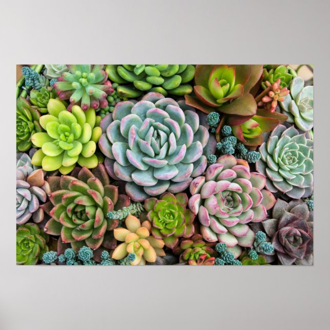 Cactus Succulents poster (Framsidan)