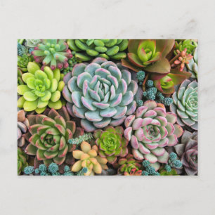 Cactus Succulents vykort