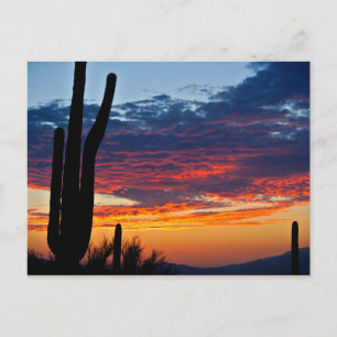 Cactus Sunrise Vykort