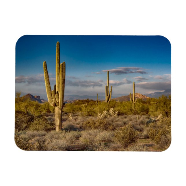 Cactus Sunset i Arizona Magnet (Horisontell)