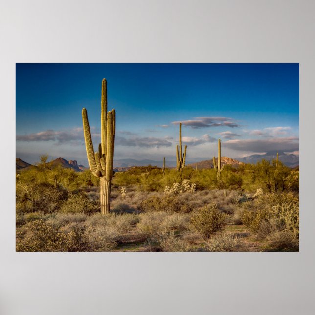 Cactus Sunset i Arizona Poster (Framsidan)