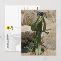 Cactus Tourist - vykort