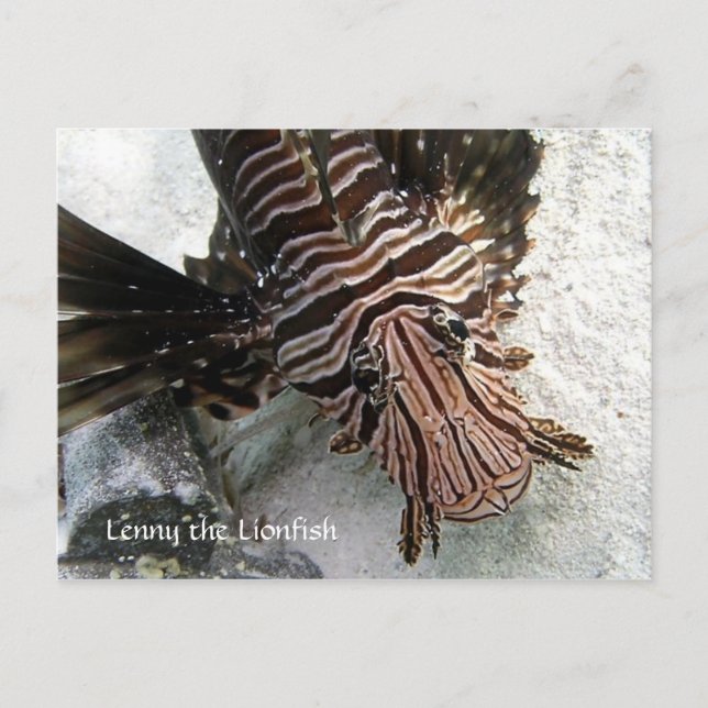 Cactus Voyager - Lenny the LionFish Vykort (Framsida)