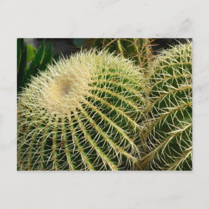 Cactus vycard vykort