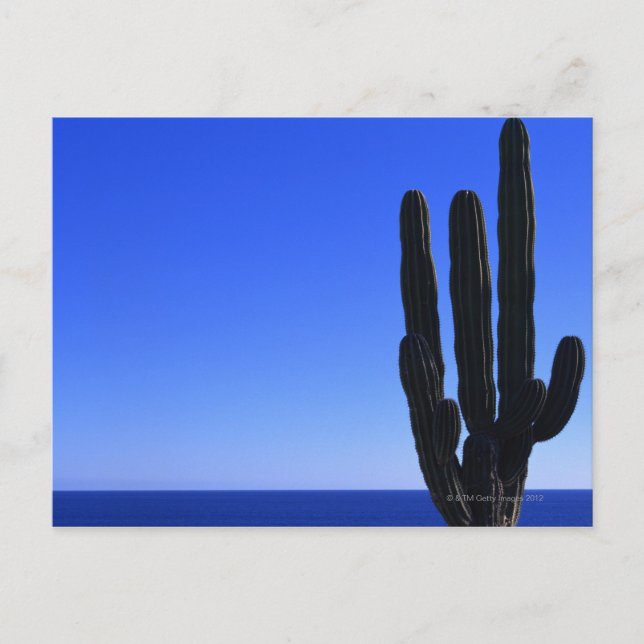 Cactus Vykort (Framsida)
