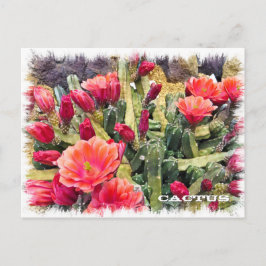 Cactus Vykort