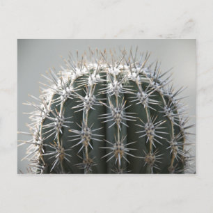Cactus Vykort