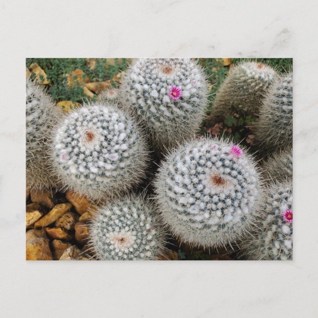 Cactus Vykort (Framsida)
