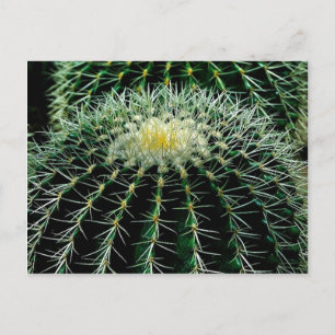 Cactus Vykort