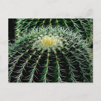Cactus Vykort