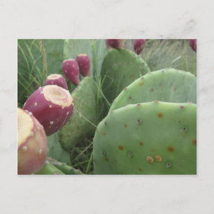 Cactus Vykort