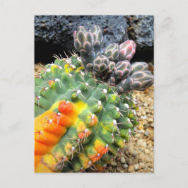 Cactus:vykort Vykort