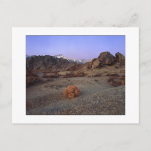 "Cactus with a View" - bred Vinkel Vykort
