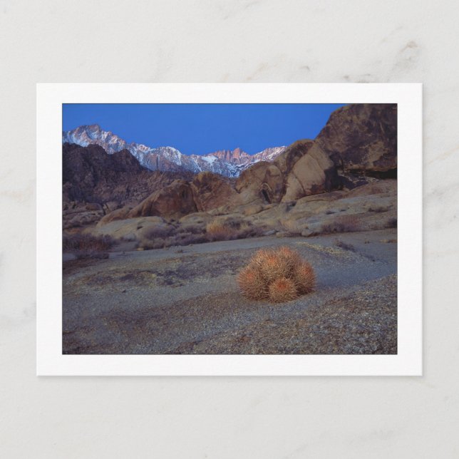 "Cactus with a View" Vykort (Framsida)