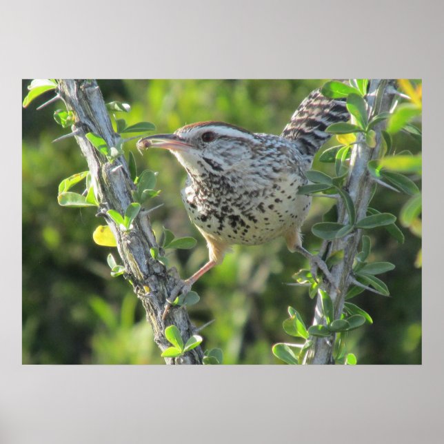 Cactus Wren på Ocotillo Poster (Framsidan)