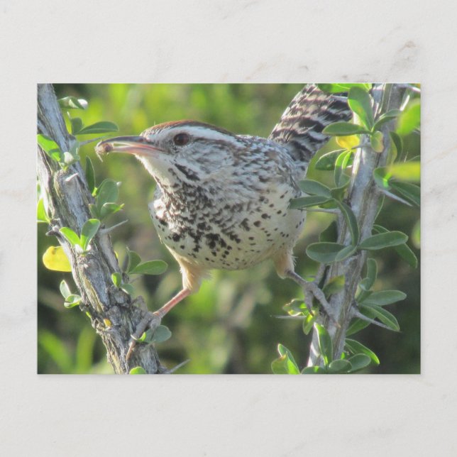 Cactus Wren på Ocotillo-vykort Vykort (Framsida)