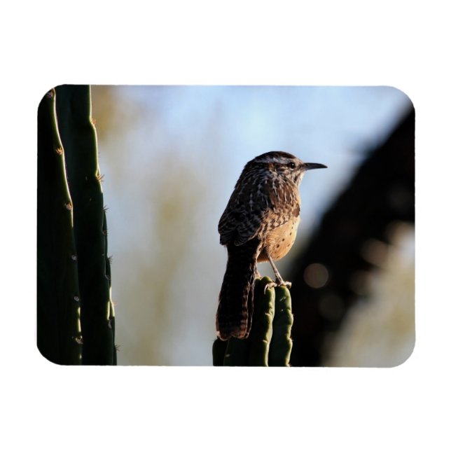 Cactus Wren Photo Magnet (Horisontell)