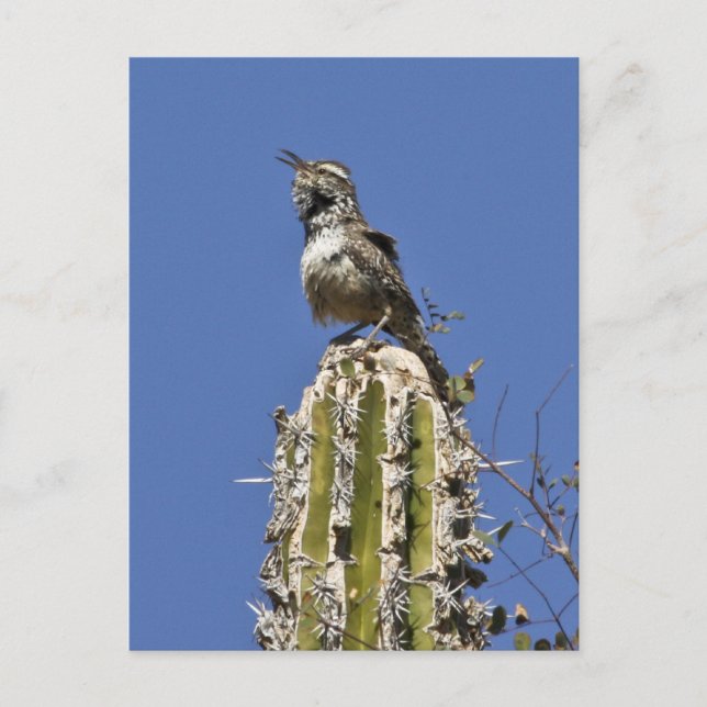 Cactus Wren Vykort (Framsida)