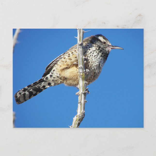 Cactus Wren Vykort (Framsida)