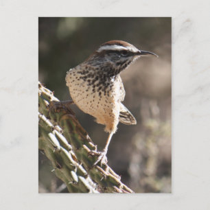 Cactus Wren-vykort Vykort