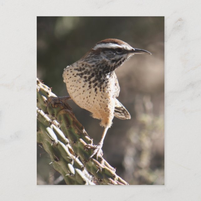 Cactus Wren-vykort Vykort (Framsida)