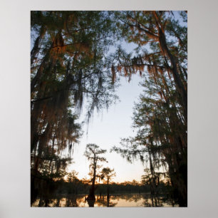 Caddo Lake vid soluppgången Poster