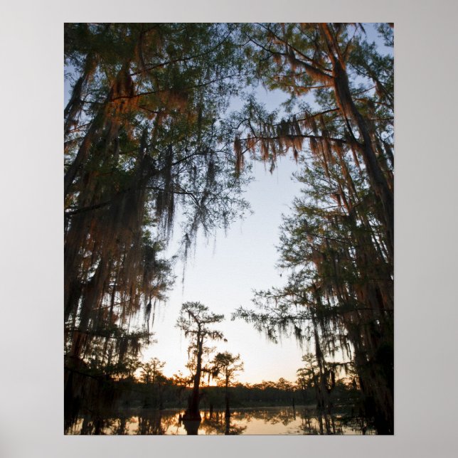 Caddo Lake vid soluppgången Poster (Framsidan)