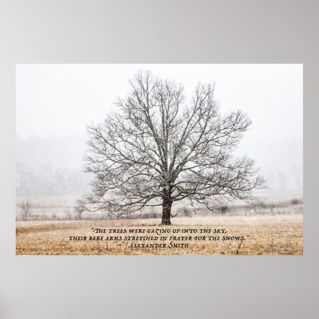 Cades Cove i Snö Poster (Framsidan)