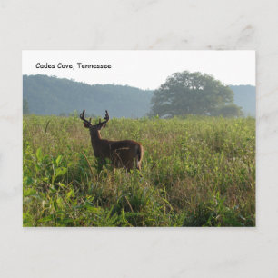 Cades Cove, Tennessee Vykort