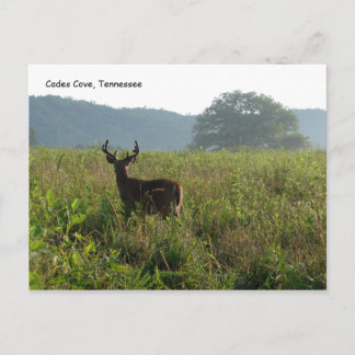 Cades Cove, Tennessee Vykort