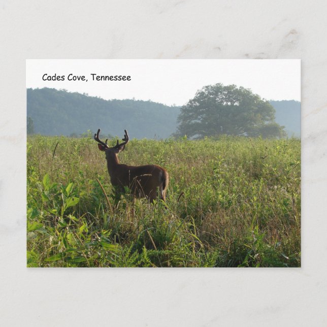 Cades Cove, Tennessee Vykort (Framsida)
