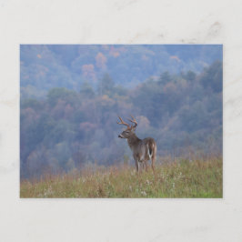 Cades Cove Wildlife - Great Smoky Mountains Vykort